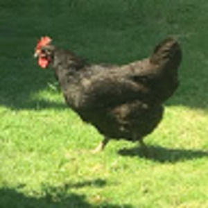 Meet your Posher, Jackie